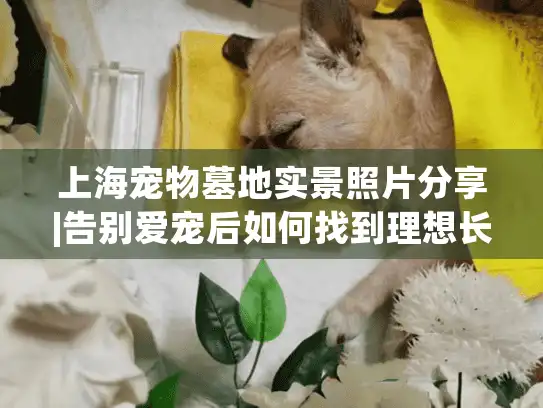 上海宠物墓地实景照片分享|告别爱宠后如何找到理想长眠地？