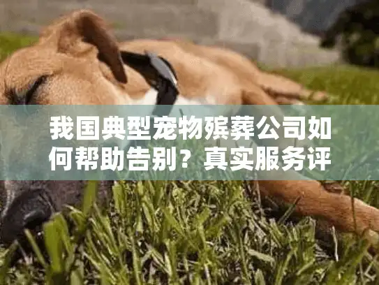我国典型宠物殡葬公司如何帮助告别？真实服务评测来了