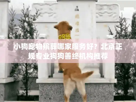小狗宠物殡葬哪家服务好？北京正规专业狗狗善终机构推荐