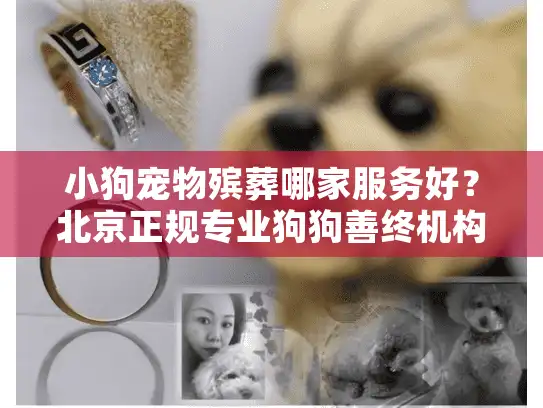 小狗宠物殡葬哪家服务好？北京正规专业狗狗善终机构推荐