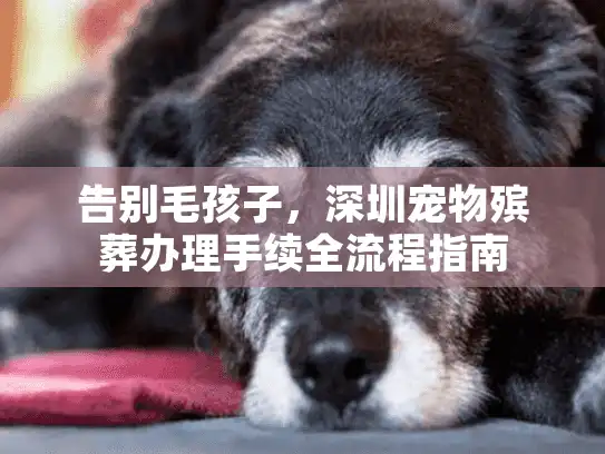 告别毛孩子，深圳宠物殡葬办理手续全流程指南