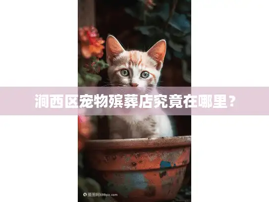 涧西区宠物殡葬店究竟在哪里？