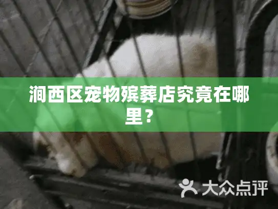 涧西区宠物殡葬店究竟在哪里？