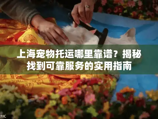 上海宠物托运哪里靠谱？揭秘找到可靠服务的实用指南