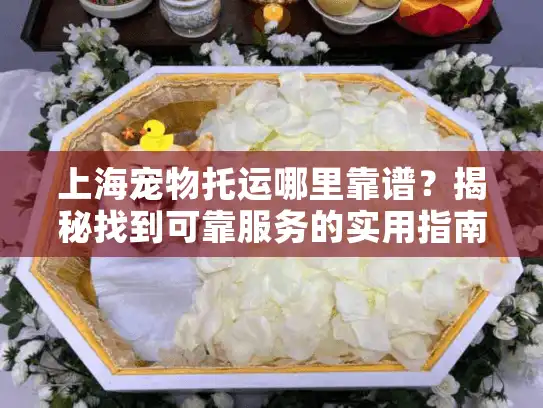 上海宠物托运哪里靠谱？揭秘找到可靠服务的实用指南