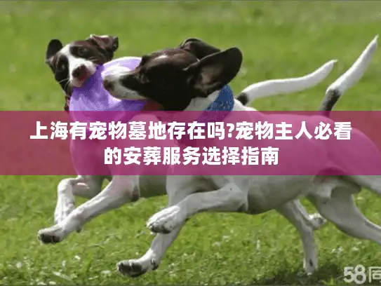 上海有宠物墓地存在吗?宠物主人必看的安葬服务选择指南