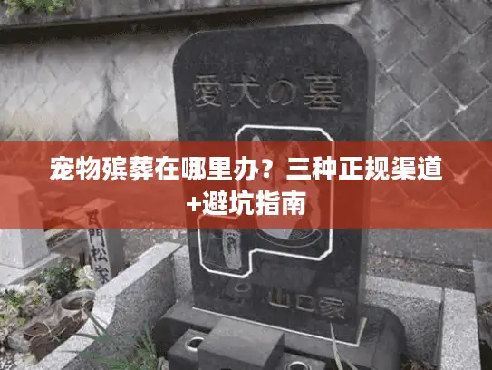 宠物殡葬在哪里办？三种正规渠道+避坑指南