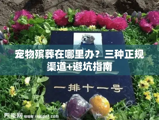 宠物殡葬在哪里办？三种正规渠道+避坑指南