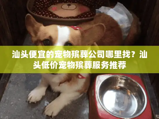 汕头便宜的宠物殡葬公司哪里找？汕头低价宠物殡葬服务推荐