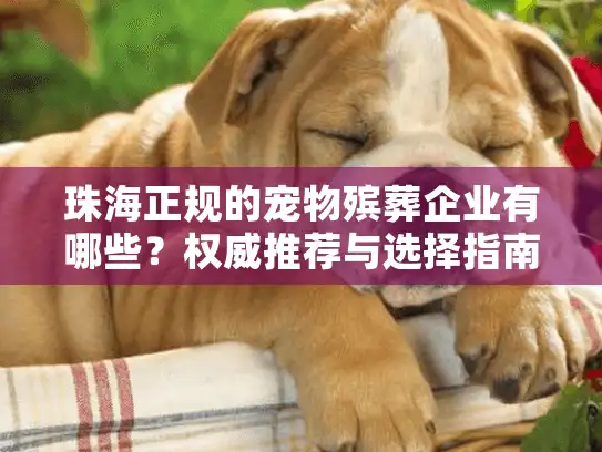 珠海正规的宠物殡葬企业有哪些？权威推荐与选择指南