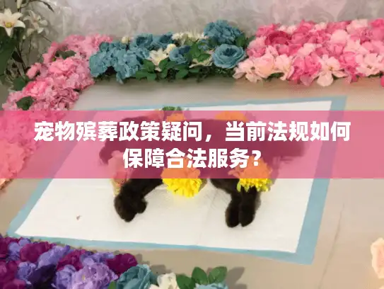 宠物殡葬政策疑问，当前法规如何保障合法服务？