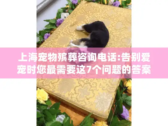 上海宠物殡葬咨询电话:告别爱宠时您最需要这7个问题的答案