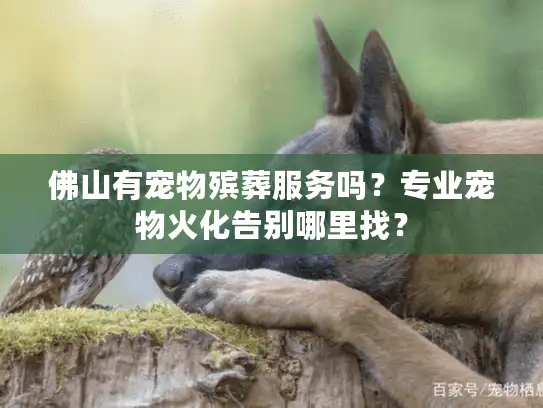 佛山有宠物殡葬服务吗？专业宠物火化告别哪里找？