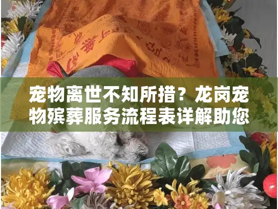 宠物离世不知所措？龙岗宠物殡葬服务流程表详解助您安心告别