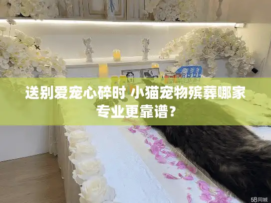 送别爱宠心碎时 小猫宠物殡葬哪家专业更靠谱？