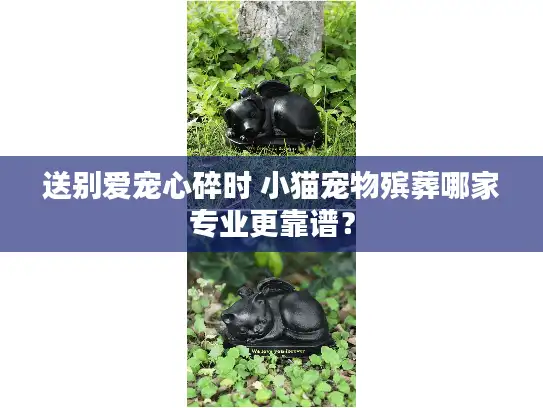 送别爱宠心碎时 小猫宠物殡葬哪家专业更靠谱？