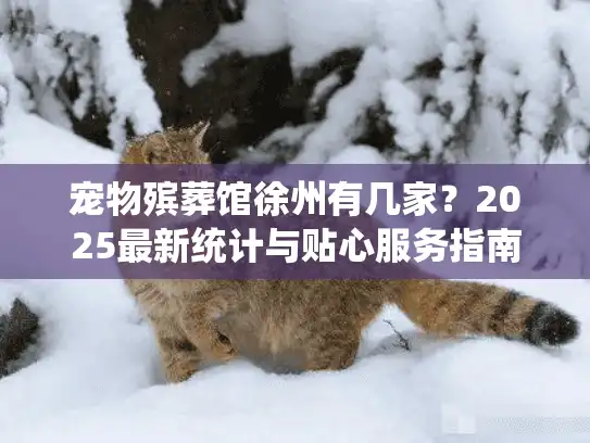 宠物殡葬馆徐州有几家？2025最新统计与贴心服务指南