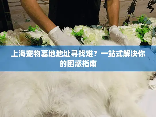 上海宠物墓地地址寻找难？一站式解决你的困惑指南