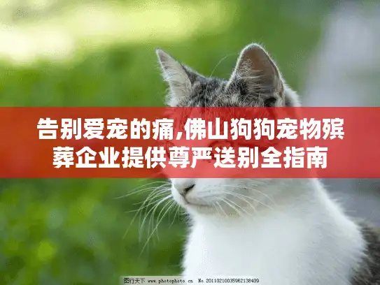 告别爱宠的痛,佛山狗狗宠物殡葬企业提供尊严送别全指南