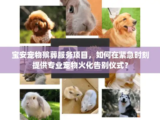 宝安宠物殡葬服务项目，如何在紧急时刻提供专业宠物火化告别仪式？