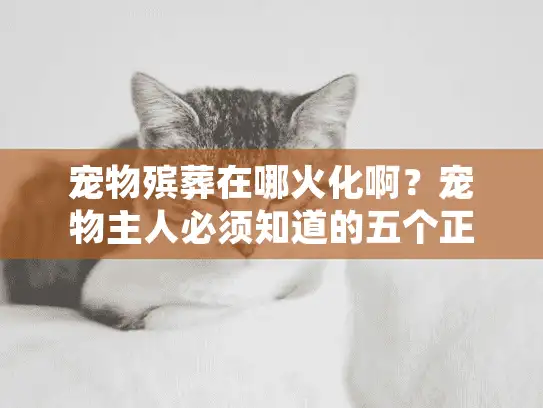 宠物殡葬在哪火化啊？宠物主人必须知道的五个正规渠道