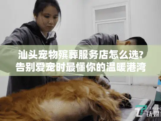 汕头宠物殡葬服务店怎么选?告别爱宠时最懂你的温暖港湾