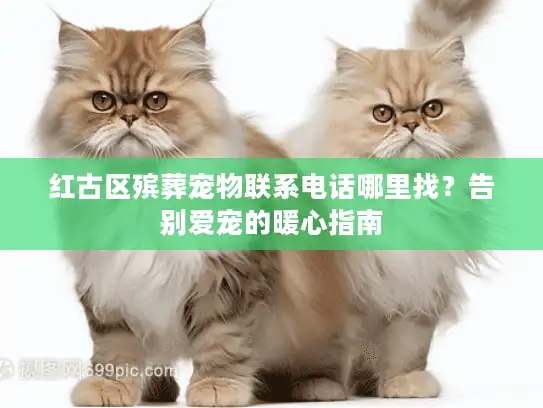 红古区殡葬宠物联系电话哪里找？告别爱宠的暖心指南