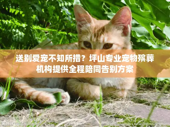 送别爱宠不知所措？坪山专业宠物殡葬机构提供全程陪同告别方案