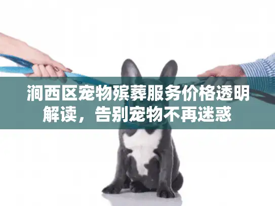 涧西区宠物殡葬服务价格透明解读，告别宠物不再迷惑