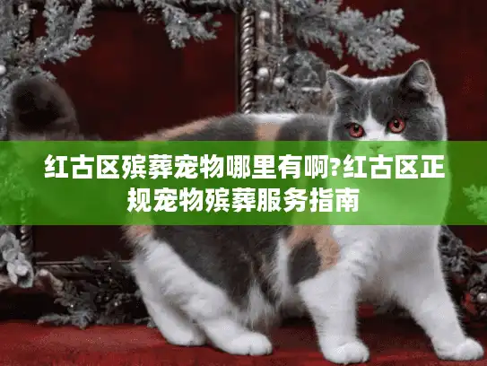 红古区殡葬宠物哪里有啊?红古区正规宠物殡葬服务指南