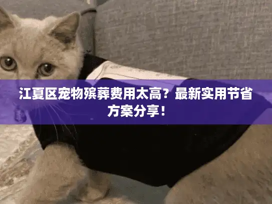 江夏区宠物殡葬费用太高？最新实用节省方案分享！