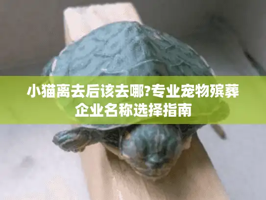 小猫离去后该去哪?专业宠物殡葬企业名称选择指南