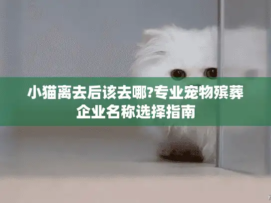 小猫离去后该去哪?专业宠物殡葬企业名称选择指南