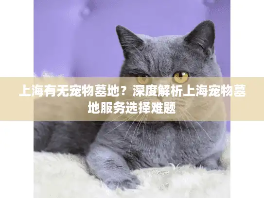 上海有无宠物墓地？深度解析上海宠物墓地服务选择难题