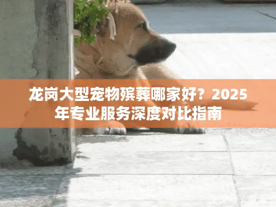 龙岗大型宠物殡葬哪家好？2025年专业服务深度对比指南