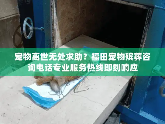 宠物离世无处求助？福田宠物殡葬咨询电话专业服务热线即刻响应