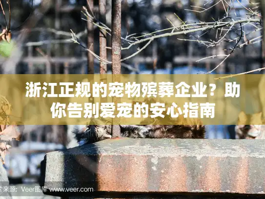 浙江正规的宠物殡葬企业？助你告别爱宠的安心指南