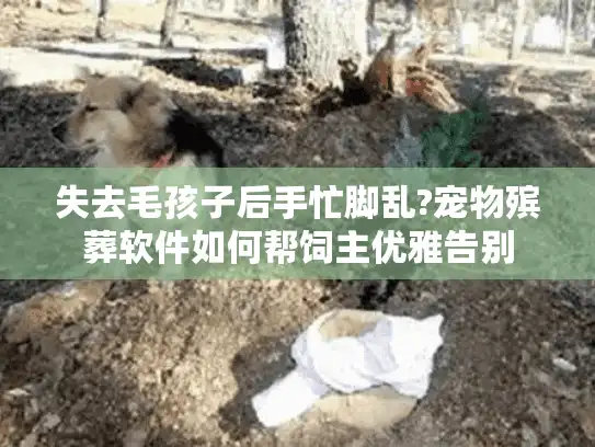 失去毛孩子后手忙脚乱?宠物殡葬软件如何帮饲主优雅告别