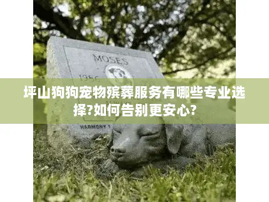 坪山狗狗宠物殡葬服务有哪些专业选择?如何告别更安心?