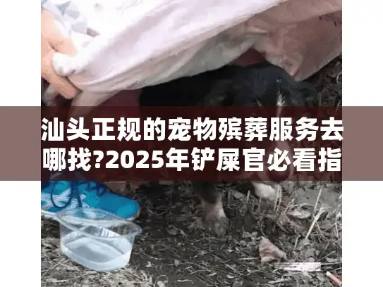 汕头正规的宠物殡葬服务去哪找?2025年铲屎官必看指南