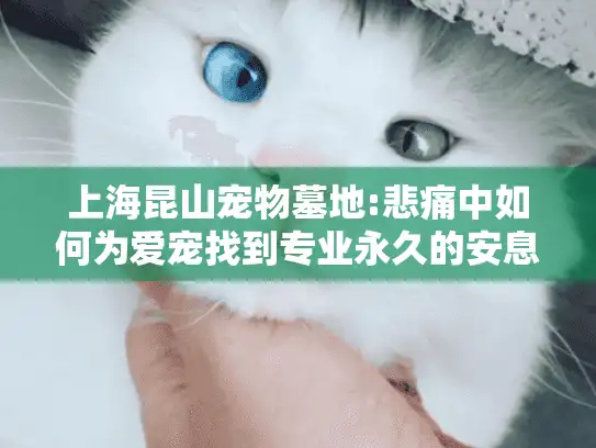 上海昆山宠物墓地:悲痛中如何为爱宠找到专业永久的安息服务?