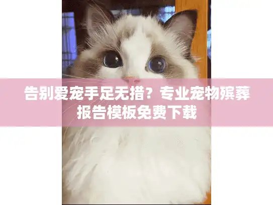 告别爱宠手足无措？专业宠物殡葬报告模板免费下载