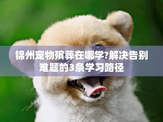 锦州宠物殡葬在哪学?解决告别难题的3条学习路径
