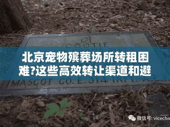 北京宠物殡葬场所转租困难?这些高效转让渠道和避坑指南必看!