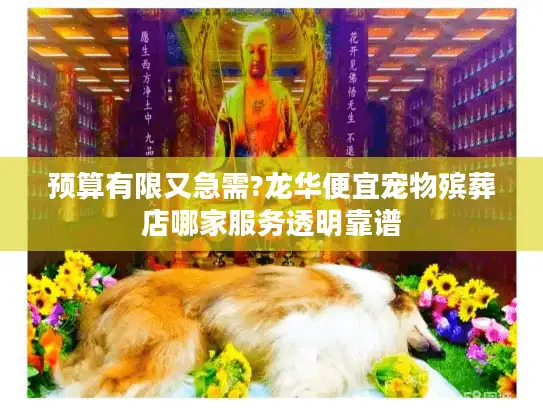 预算有限又急需?龙华便宜宠物殡葬店哪家服务透明靠谱