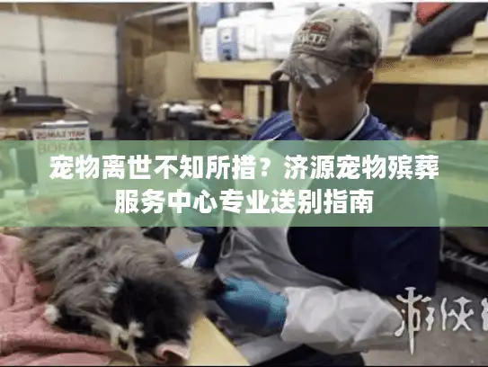 宠物离世不知所措？济源宠物殡葬服务中心专业送别指南