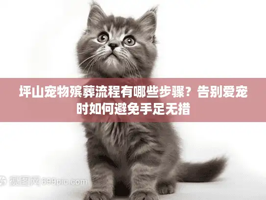坪山宠物殡葬流程有哪些步骤？告别爱宠时如何避免手足无措