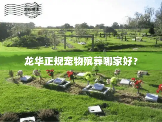 龙华正规宠物殡葬哪家好？