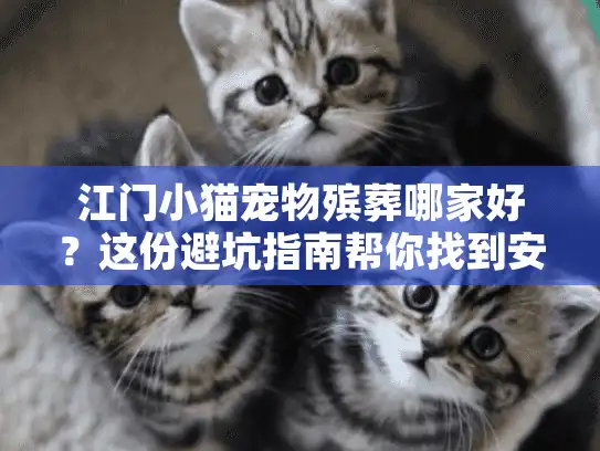 江门小猫宠物殡葬哪家好？这份避坑指南帮你找到安心告别