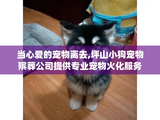 当心爱的宠物离去,坪山小狗宠物殡葬公司提供专业宠物火化服务